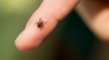 FREE LYME DISEASE SEMINAR