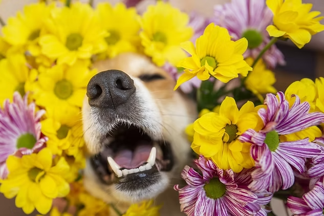 ADDRESSING SEASONAL ALLERGIES